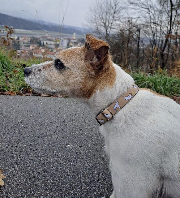 Rocky
